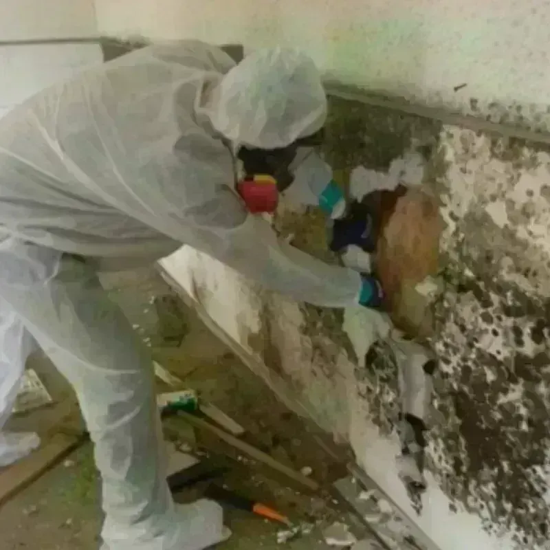 Mold Remediation and Removal in Killeen, TX